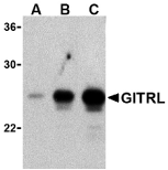 Antibody product image
